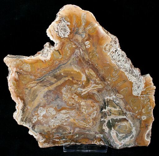 Petrified Wood Slab - Madagascar #14569